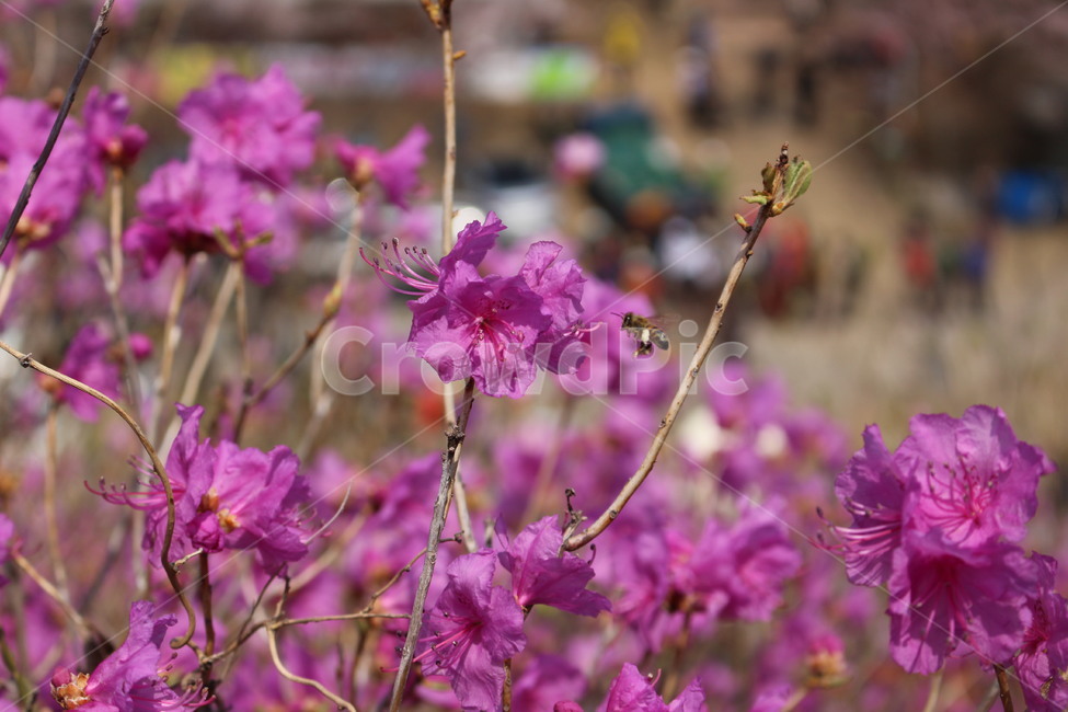 진달래,영취산,봄,꽃밭,향기,자연,생화,식물,자연,plants,nature,꽃,flower