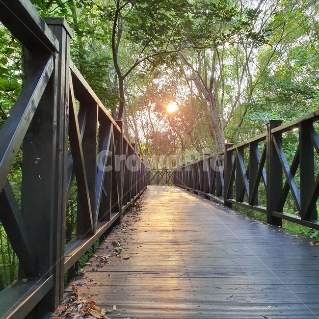 다리,나무,나무다리,숲,공원,산책로,산책