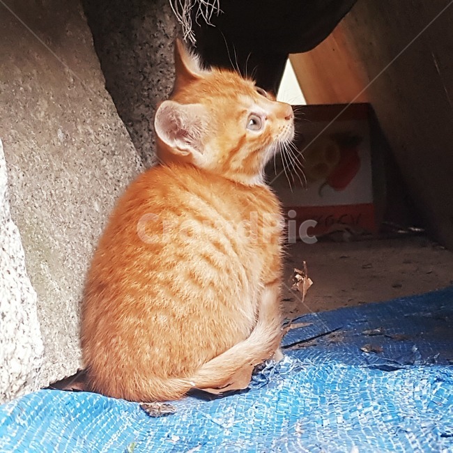 고양이,새끼고양이,줄무늬,귀,길고양이