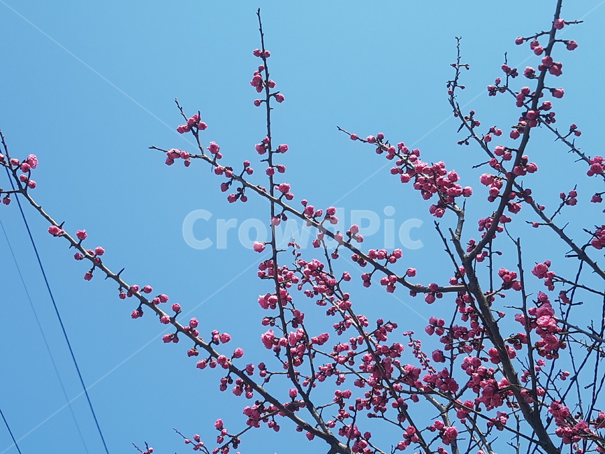 봄,spring,꽃,flower,매화,매화꽃,봄,계절,spring,season,식물,자연,plants,nature,꽃,flower,plant