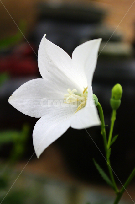 도라지꽃,꽃,flower,식물,plant,식물,자연,plants,nature,꽃,flower