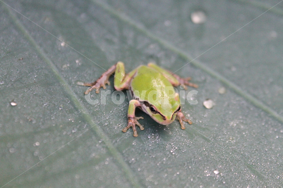 개구리,청개구리,treefrog,greenfrog,동물,동물,animal