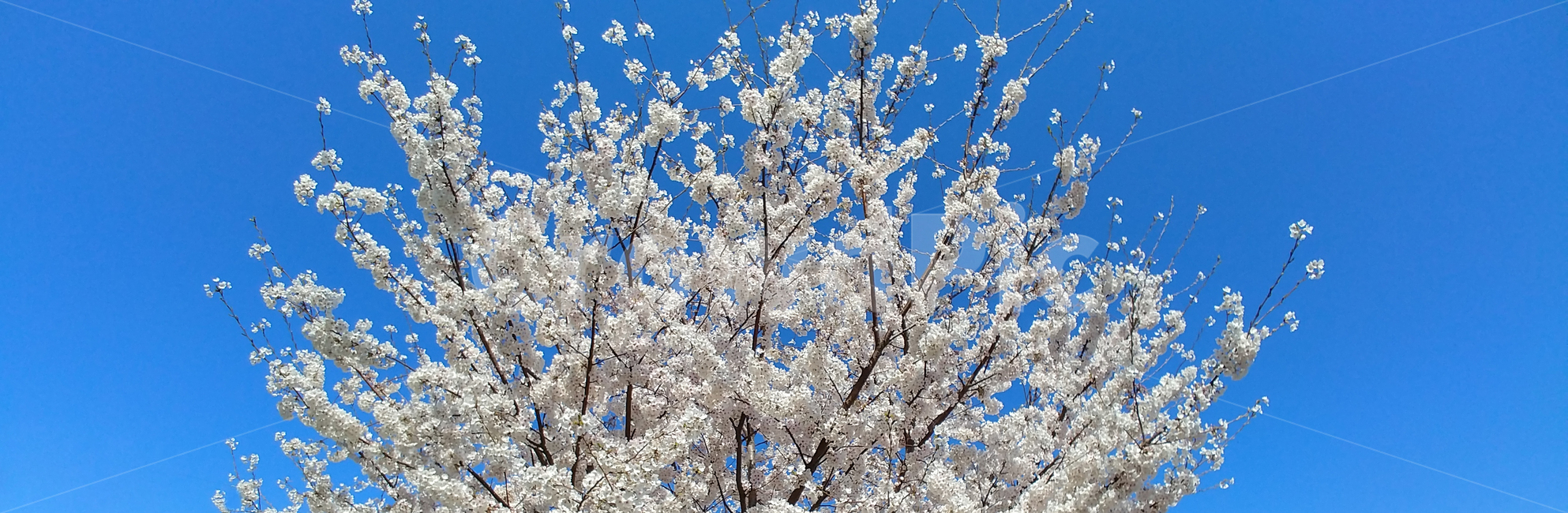 벚꽃,봄,봄꽃,꽃,꽃나무,벚꽃나무,봄,계절,spring,season,plant,식물,blossom,cherry blossom,flower
