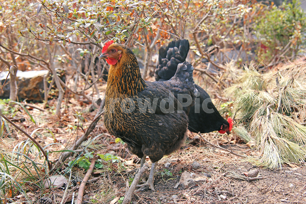 닭,chicken,치킨,poultry,가금류,bird,새,animal,동물,벼슬,동물,animal,조류,새,birds