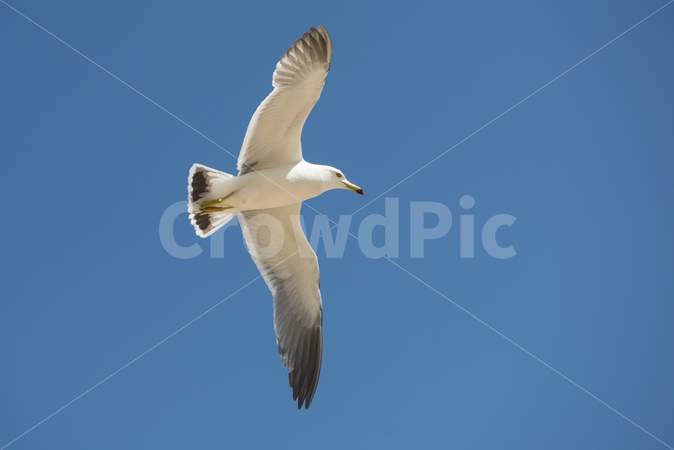 갈매기,하늘,날다,날개,푸른하늘,스카이,동물,새,sky,animal,gulls,bird,wings,fly,skyblue,blue,nature,동물,animal,조류,새,birds