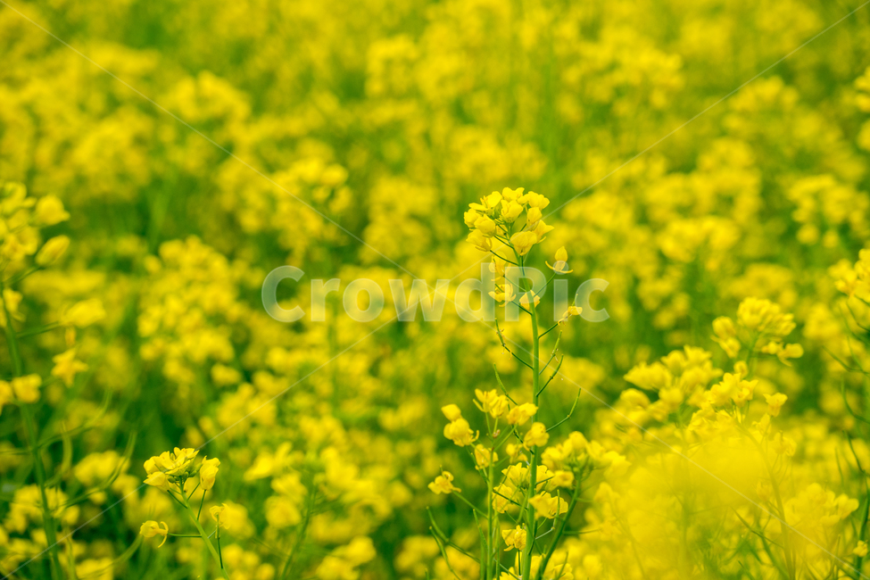 유채,봄,봄꽃,꽃,노랑,근접,풍경,자연,봄,계절,spring,season,식물,자연,plants,nature,꽃,flower