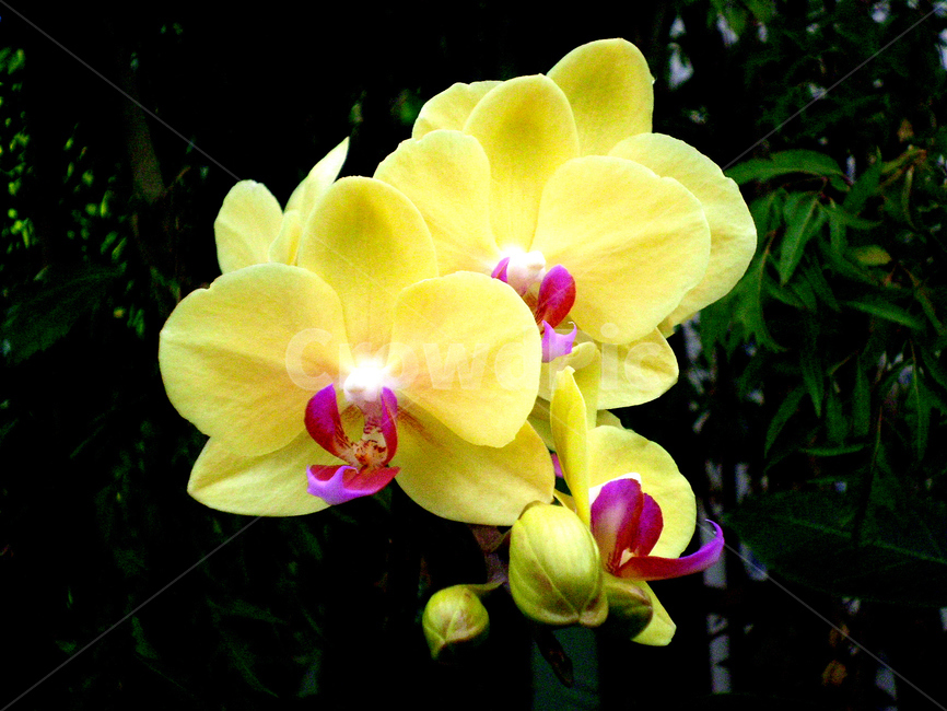 호접란,phalaenopsis,색상,color,노란색,yellow,감성,sensble,꽃,flower,식물,plant,식물,자연,plants,nature,꽃,flower