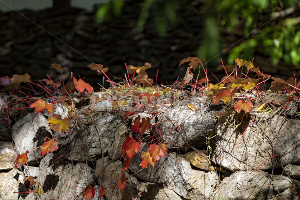 전통담장,석축,가을,낙엽,단풍,감성,돌담장,가을,계절,fall,autumn,season,leaf,잎,plant,식물,tree,나무