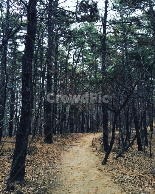 ground,바닥,path,통로,tree,나무,가을,소나무,등산,산,scenery