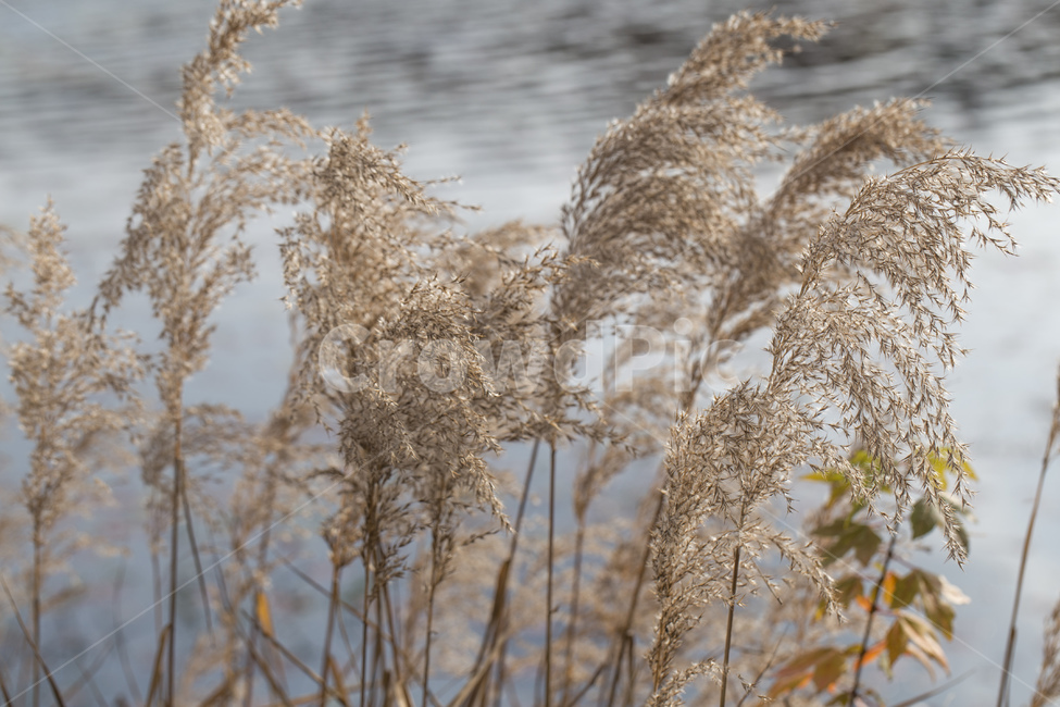 억새,억새풀,가을,자연,호수,갈대,가을,계절,fall,autumn,season,grass,잔디,plant,식물,lawn,reed