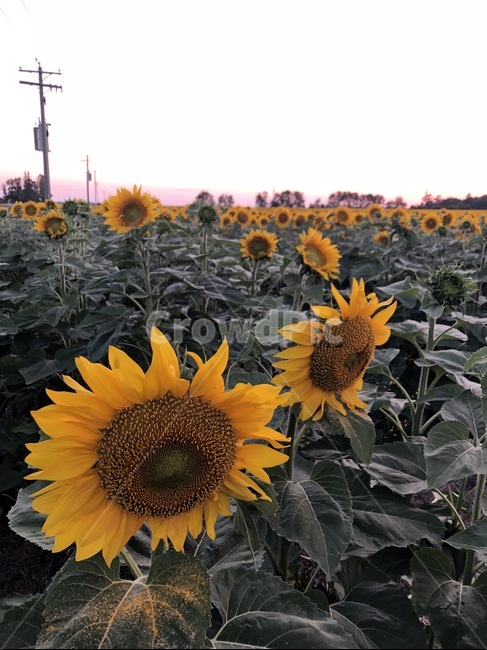 해바라기씨,해바라기,sunflower,nature,자연,식물,자연,plants,nature,꽃,flower