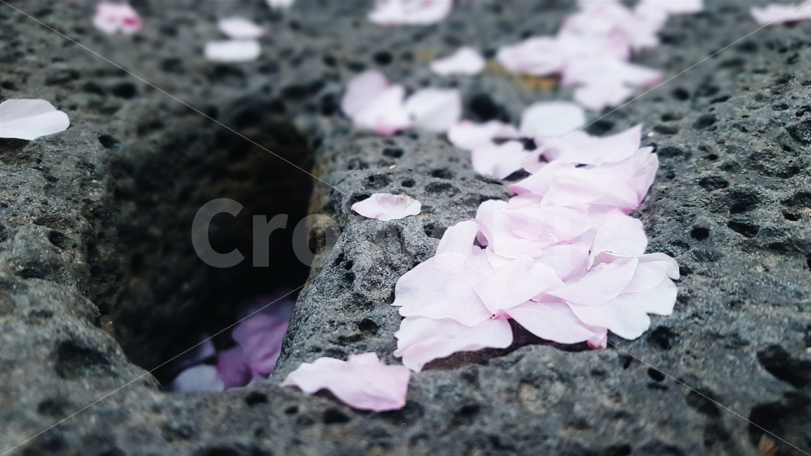 봄,자연,꽃,감성,감성사진,햇살,햇빛,분홍,cherryblossom,spring,sunshine,nature,flower,film,pink,식물,자연,plants,nature,봄,계절,spring,season,꽃,flower,blossom,petal,꽃잎,plant