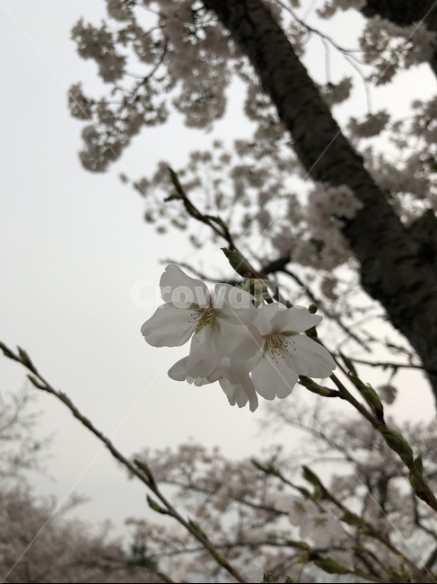 꽃,벚꽃,꽃나무,꽃잎,나무,벚나무,식물,자연,plants,nature,꽃,flower