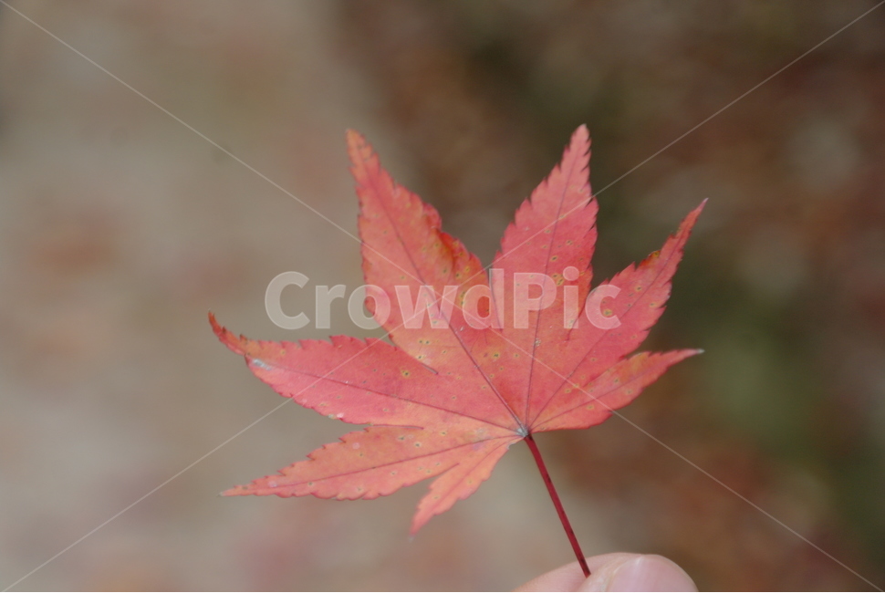 가을,단풍,낙엽,단풍잎,단풍나무,알록달록,계절,가을색,자연,나무,잎,leaf,plant,식물,tree