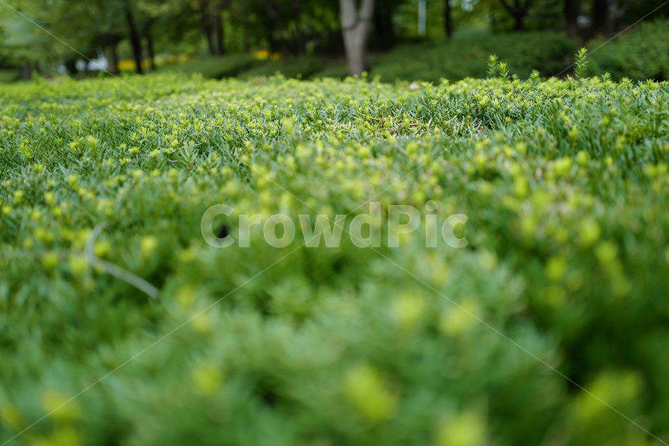 나뭇잎,plant,식물,초목,field,들,green,초록,잎,leaf,공원,식물,자연,plants,nature
