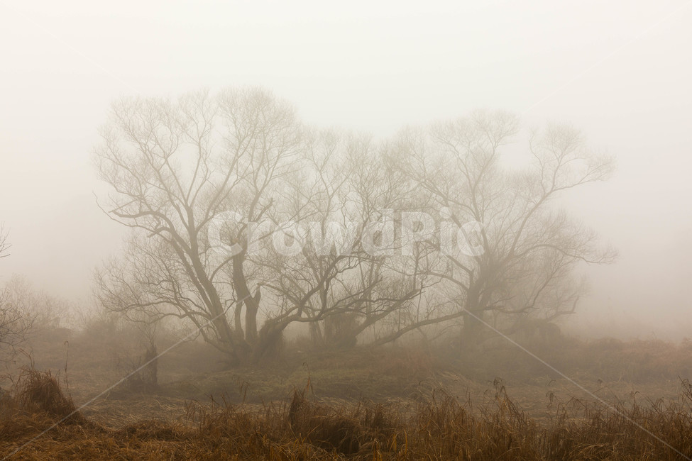 안개,나무,안개낀아침,화포천,습지,자연,풍경,nature,landscape,식물,plants,나무,trees,wood,weather,날씨,outdoors,옥외,mist,fog