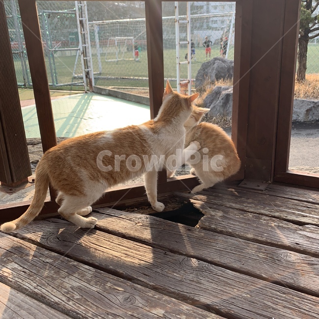 고양이,길냥이,어미고양이,새끼고양이,cat