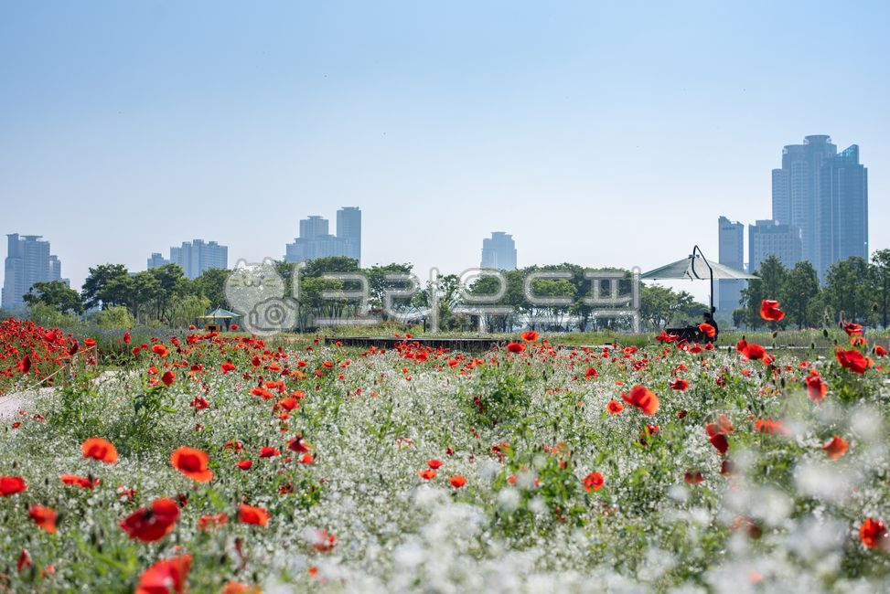 poppy,Taehwa River National Garden,Ulsan,ulsan,Taehwa River Spring Flower Festival,springflowers,taehwaganggrandpark,poppy flower,flower