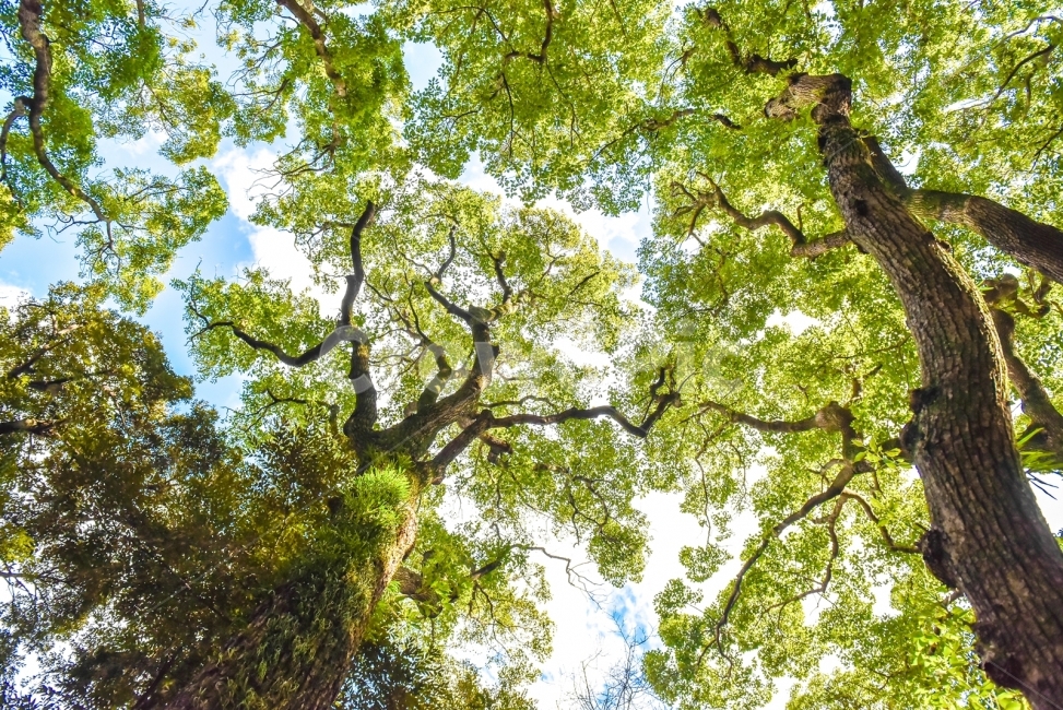 제주도,나무,고목,삼성혈,삼성혈고목,올레길,식물,자연,plants,nature,나무,trees,wood,휴식,힐링,rest,relaxation,healing
