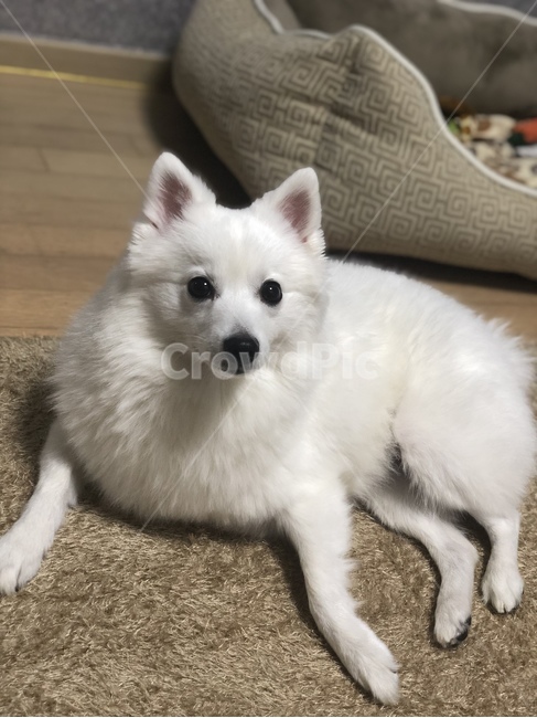 강아지,개,반려동물,애완동물,동물,스피츠,흰색,하얀개,눈,요염,동물,animal,포유류,mammal,개,강아지,dog,doggy