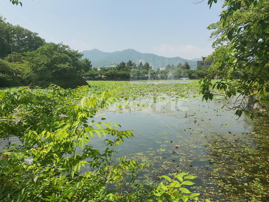 여름,호수,녹색,저수지,초록,나무,연화지,자연,풍경,nature,landscape,land,땅,outdoors,옥외,water,물