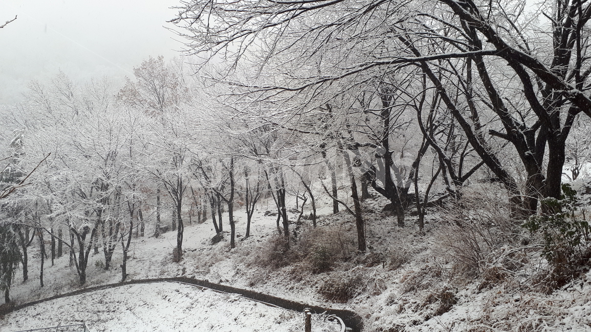 설경,산,설산,눈,풍경,흰색,겨울,감성,나무,자연,감성사진,겨울풍경,겨울산풍경,겨울숲,숲,하얀설경,설국,눈꽃,식물