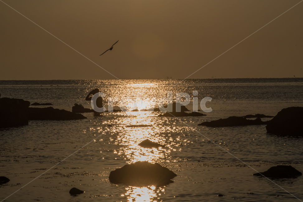포항,호미곶,해녀,실루엣,겨울바다,갈매기,자연,풍경,nature,landscape,해변,바다,beach,sea,animal,동물,bird,새,leisure activities,레저 활동,adventure,모험