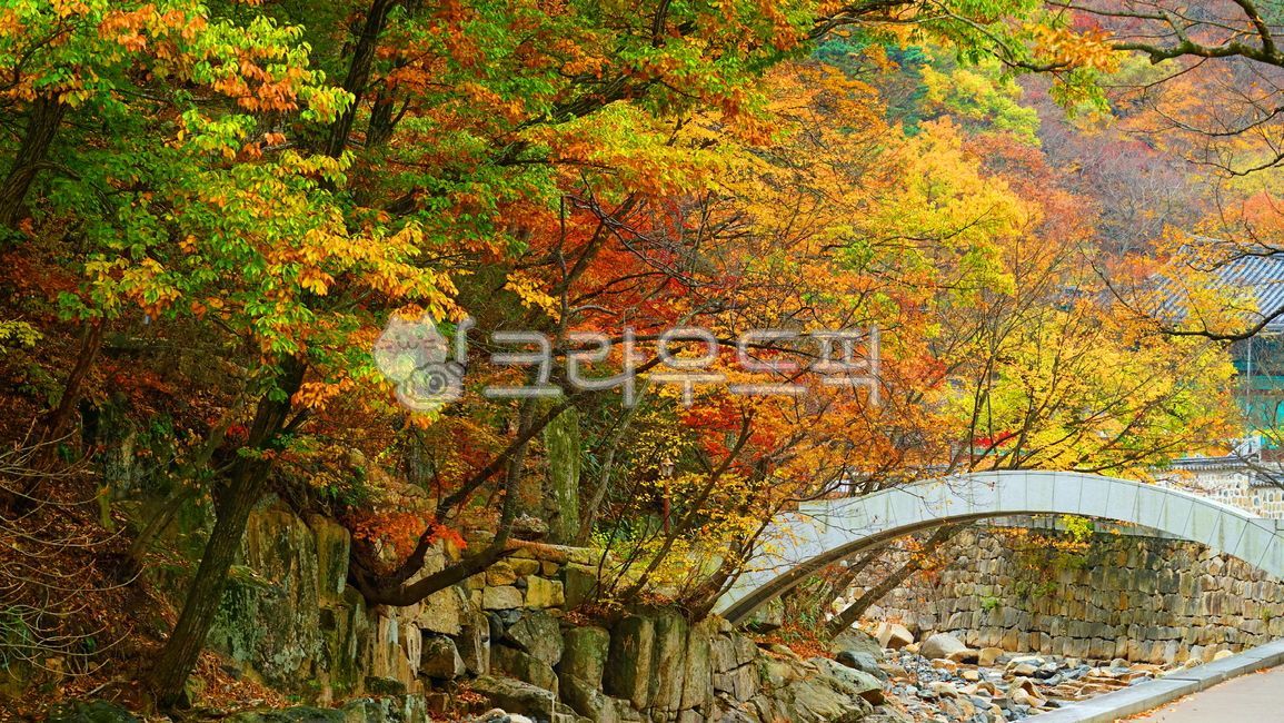 다리,개울,단풍,bridge,stream,autumnleaves,yellowleaves,trees,tree,식물,plant