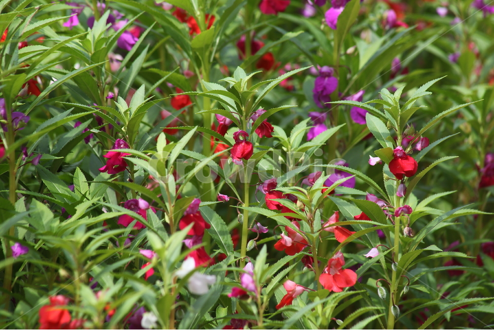 봉선화,봉숭아,gardenbalsam,impatiensbalsamina,plant,식물,자연,plants,nature,꽃,flower