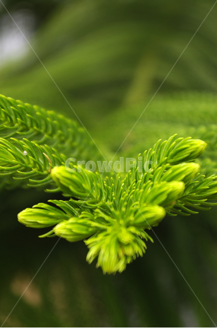 식물,초록,잎,color,plant,식물,자연,plants,nature