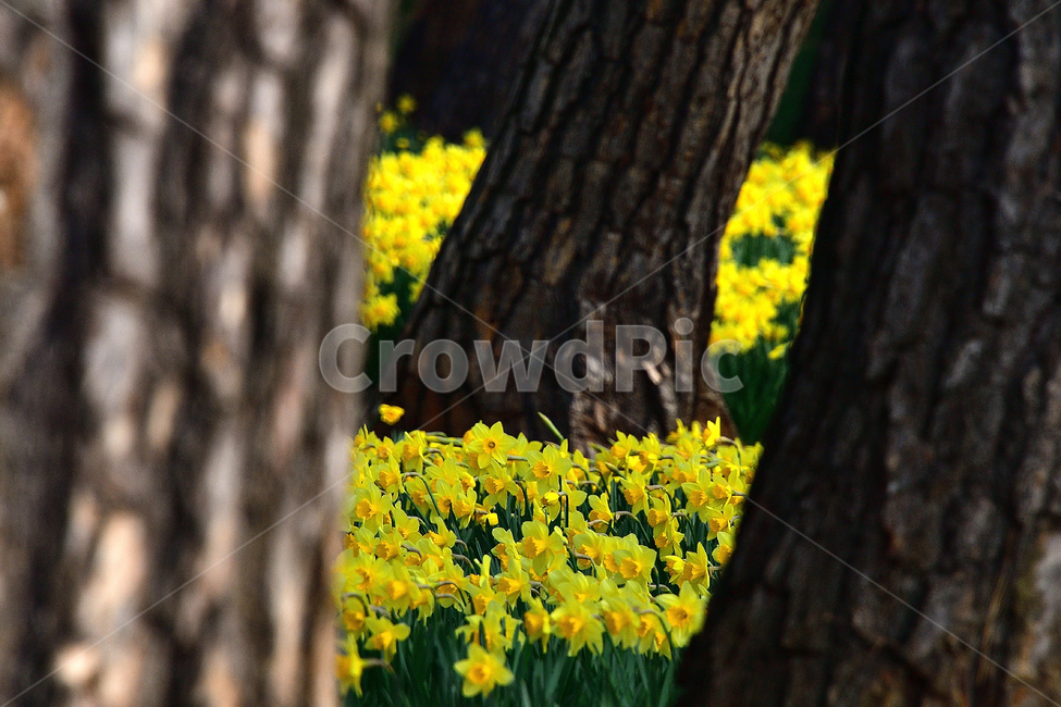 수선화,노랑,풍경,봄,봄꽃,식물,자연,꽃,감성,봄,계절,spring,season,식물,자연,plants,nature,꽃,flower,plant,tree,나무,tree trunk,나무 줄기
