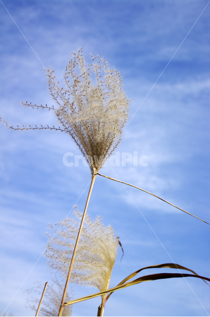 억새,자연,nature,식물,plant,하늘,구름,식물,자연,plants,nature