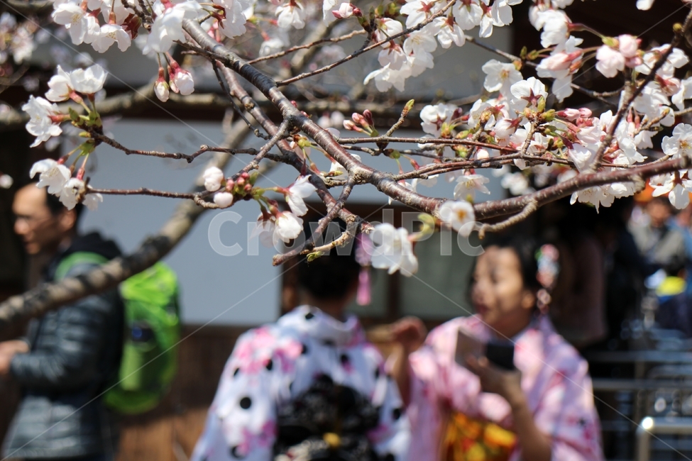 Cherry Blossom,Cheongsusa Temple,Kiyomizudera,Kyoto,flower viewing