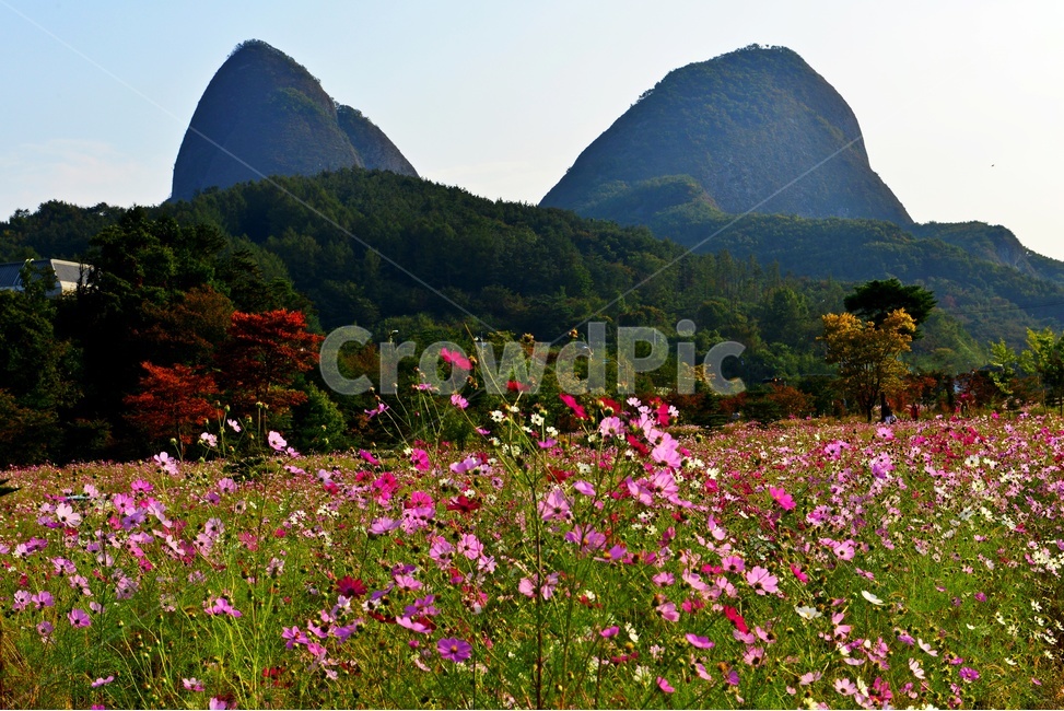 전북,진안,마이산,농업,농사,경작,가을,계절,nature,자연,outdoors,옥외,field,들,코스모스,코스모스꽃,꽃밭,자연,풍경,nature,landscape