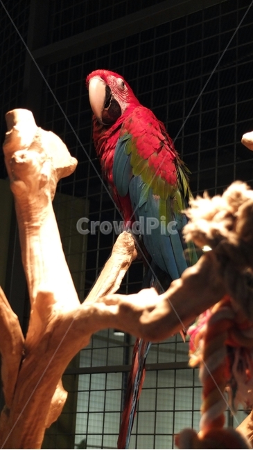 앵무새,새,동물,조류,bird,animal,동물,animal,조류,새,birds