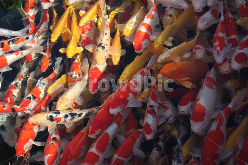 잉어,어류,물고기,민물고기,carp,동물,animal,어류,물고기,fish