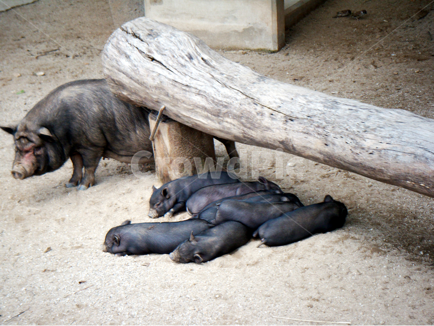 돼지,동물,피그,돼지새끼,pig,새끼돼지,동물,animal,포유류,mammal