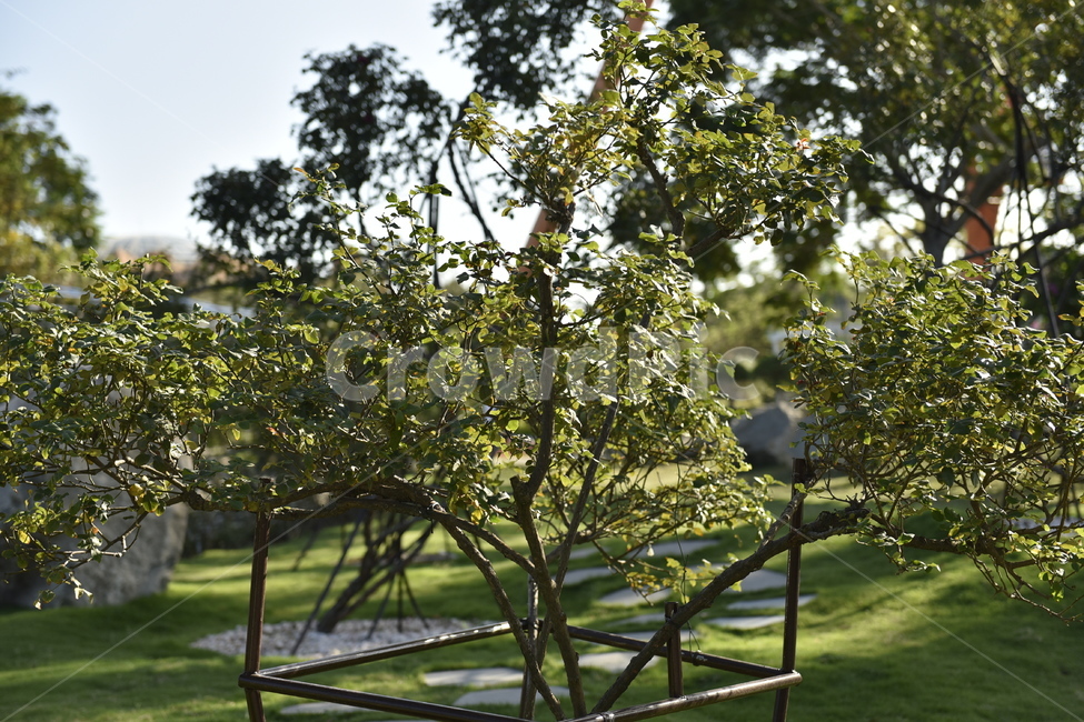 tree,나무,plant,식물,grass,잔디,나무줄기,treetrunk