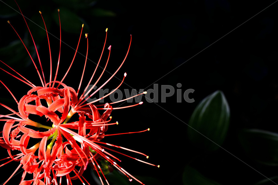 꽃무릇,상사화,꽃,붉은꽃,식물,식물,자연,plants,nature,꽃,flower