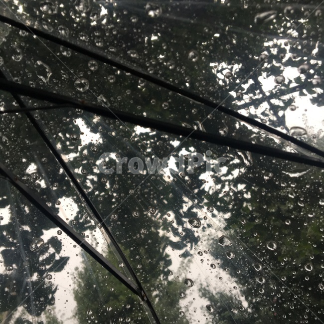비오는날,우산,나무,비,rain,umbrella,tree,비,비오는날,rain,rainy