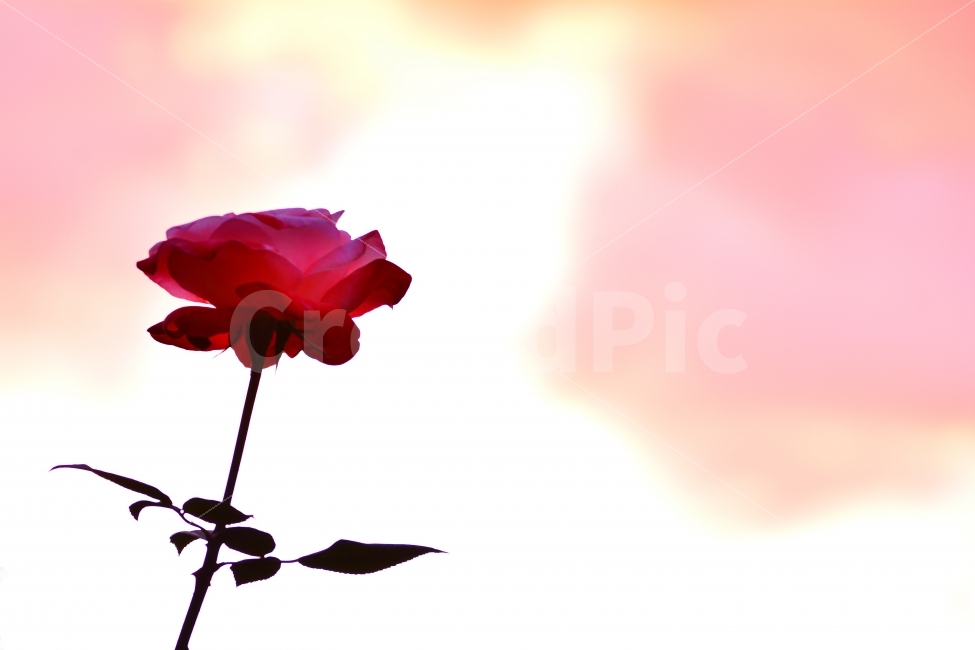 장미,로즈,rose,한송이,꽃,시즌,계절,석양,역광,시안,디자인,디자이너,출판,편집,책자,서적,사보,카다로그,콘텐츠,리플렛,브로셔,컨셉,콘셉,컨셉트,모바일,팝업,전단,광고,색감,칼라풀,아름다운,뷰티풀,beautiful,sns,ebook,웹,마케팅,마켓팅,season,감성,필,느낌,서정,autumn,fall,red,color,emotion,feeling,leaves,9월,10월,yellow,식물,빛,해질무렵,낭만,핑크색,분홍색,하늘,구름,투명,수채화,그라데이션,배경,바탕,백그라운드,background,식물,자연,plants,nature,꽃,flower,감성,sensible,feeling,색깔,색상,색채,색감,color sense,color sensitivity,feeling of color