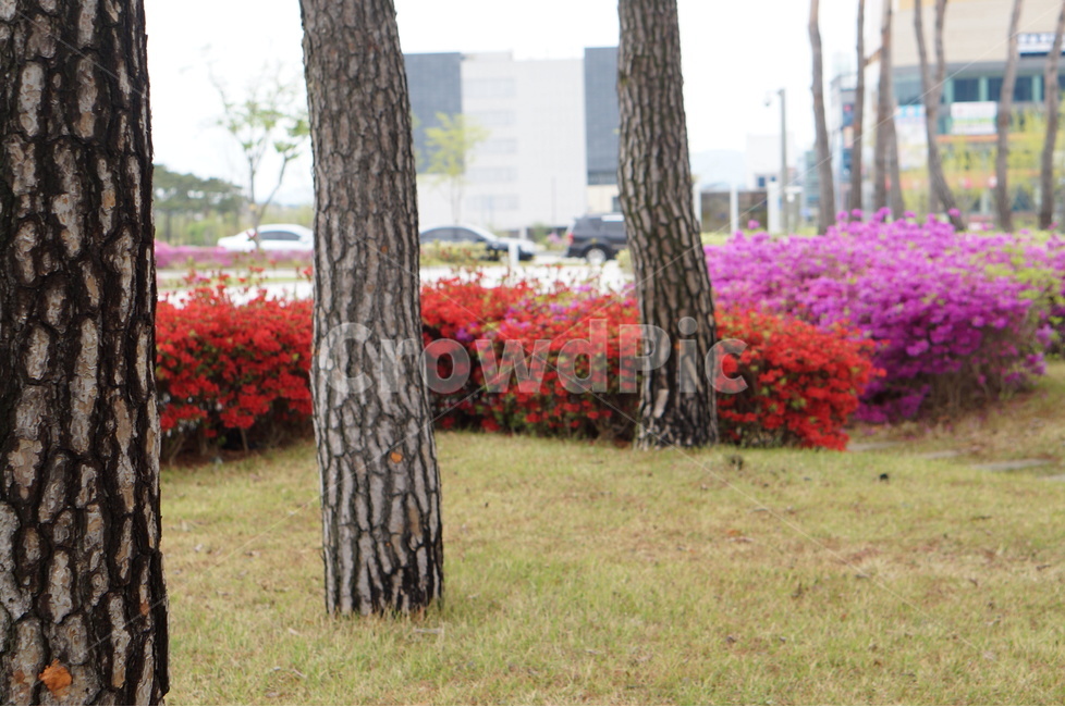 영산홍,나무,봄,풍경,꽃,핑크,봄,계절,spring,season,식물,자연,plants,nature,나무,trees,wood,grass,잔디,plant,tree