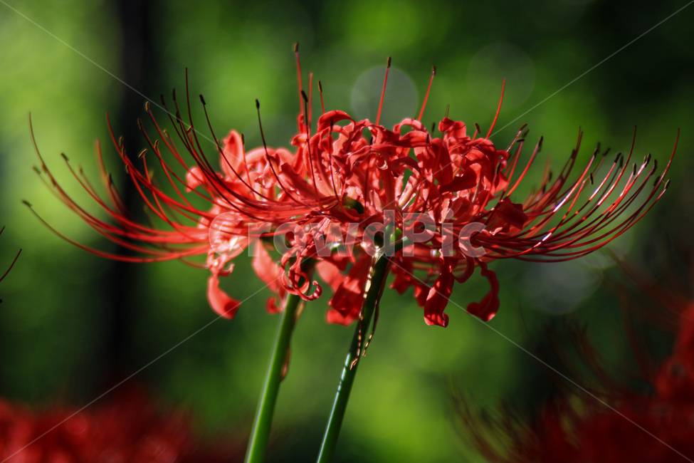 식물,빨강,가을,상사화,꽃무릇,식물,자연,plants,nature,꽃,flower