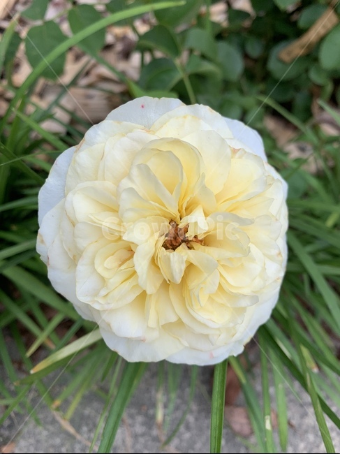 꽃,식물,달리아,장미,rose,plant,flower