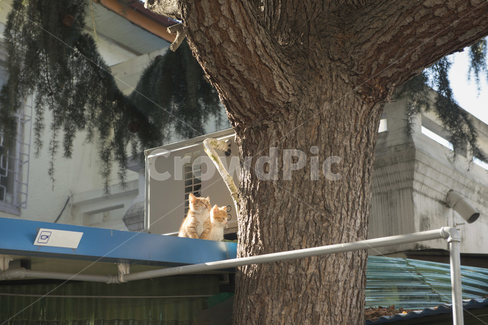 고양이,새끼고양이,지붕,치즈태비,나무,동물,animal,포유류,mammal,고양이,cat,kitten,kitty
