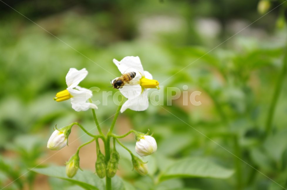 감자꽃,꽃,식물,flower,plant,벌,식물,자연,plants,nature,꽃,flower,동물,animal,곤충,벌레,insect,bug