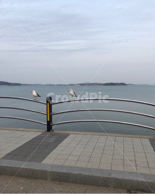 바다,바닷가,해변,갈매기,풍경,하늘,비치,beach,여름,summer,동물,animal,조류,새,birds