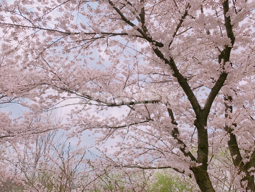 벚꽃나무,벚꽃,봄,분홍,식물