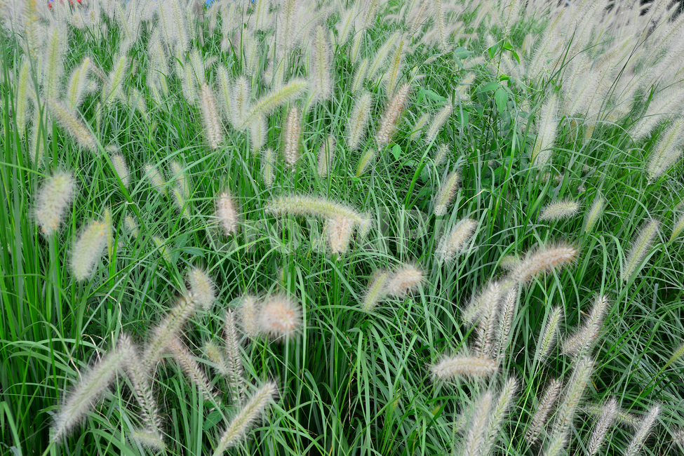 수크령,토종,여름꽃,식물,초본,야외,솜털,꽃송이,바람,하늘거리다,들풀,들꽃,야생화,우리꽃,flowers,plants,nature,자연,식물,자연,plants,nature