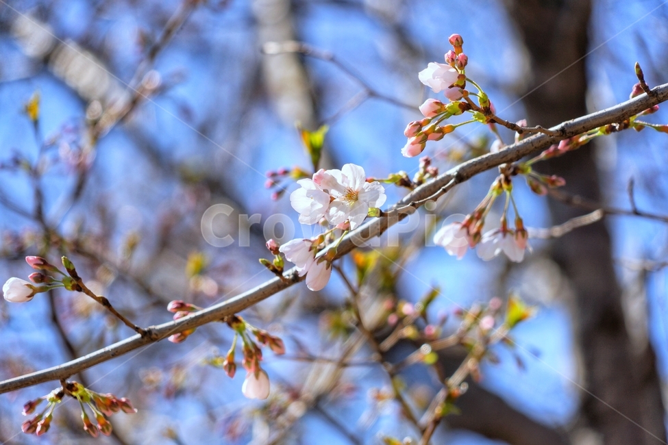 봄,벚꽃,spring,cherryblossom,식물,나무,tree,꽃잎,봄,계절,spring,season,식물,자연,plants,nature,꽃,flower,plant